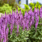 Perennial Salvia Pink Profusion