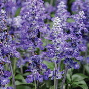 Unplugged® So Blue™ - Mealycup Sage - Salvia farinacea