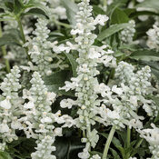 Unplugged® White - Mealycup Sage - Salvia farinacea