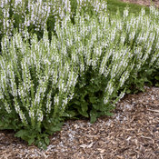 'White Profusion' Perennial Salvia