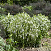 'White Profusion' - Perennial Salvia - Salvia nemorosa