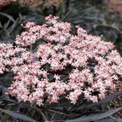 Black Lace® - Elderberry - Sambucus nigra