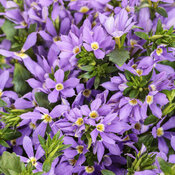 Stardiva® Blue - fan flower - Scaevola aemula