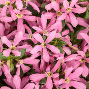 Stardiva® Pink - fan flower - Scaevola aemula