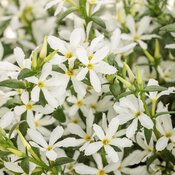 Stardiva® White - fan flower - Scaevola aemula
