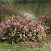 Scent and Sensibility Pink Syringa (lilac)