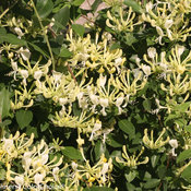 scentsation_lonicera-2.jpg