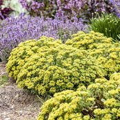 Thumbnail of Rock 'N Round® 'Bright Idea' - Stonecrop - Sedum hybrid