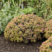 Sedum Rock n Grow Coraljade