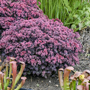 Thumbnail of Landscape: Sedum Rock 'n Grow Midnight Velvet