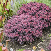 Thumbnail of Landscape: Sedum Rock 'n Grow Midnight Velvet