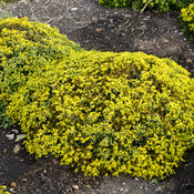 sedum_yellow_brick_road_apj17_2_1.jpg