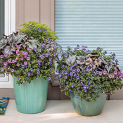 Dark Foliage and flower combination