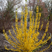 Show Off Starlet forsythia-early blooms