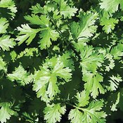 Simply Salsa Cilantro