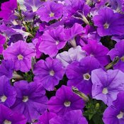 Thumbnail of Surfinia® Sky Blue II - Petunia  
