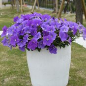 Thumbnail of Beauty Shot: Surfinia Sky Blue II Container