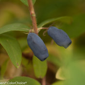 sugar_mountain_blue_lonicera-7432.jpg