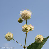 Sugar Shack Cephalanthus (buttonbush)