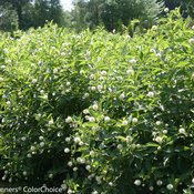 Sugar Shack Cephalanthus (buttonbush)