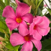 Thumbnail of Sundenia® SUPREMA Vivid Pink - Dipladenia hybrid