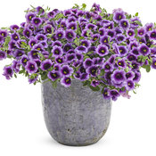 Superbells® Blue Moon Punch™ - Calibrachoa