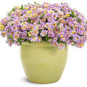 Superbells® Double Mardi Gras
