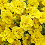 Superbells® Double Yellow - Calibrachoa hybrid