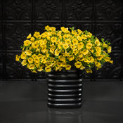 Superbells® Yellow - Calibrachoa