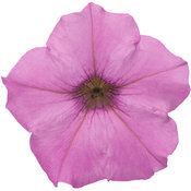 Supertunia® Hot Pink Charm - Petunia
