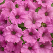 Supertunia Mini Vista® Hot Pink - Petunia hybrid