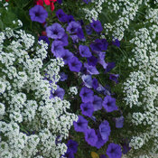 supertunia_mini_vista_ingo_petunia_snow_princess_sweet_alyssum_and_calliope_geraniums_combine_for_a_red_white_and_blue_theme.jpg