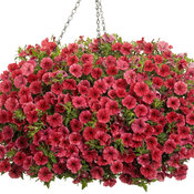 supertunia_mini_vista_scarlet_basket.jpg