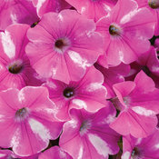 Supertunia® Raspberry Rush™ - Petunia hybrid