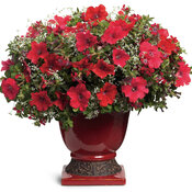 supertunia_really_red_combo_02.jpg