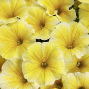 Supertunia® Saffron Finch™ - Petunia hybrid