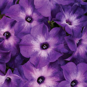 Supertunia Tiara™ Blue -  petunia - Petunia hybrid