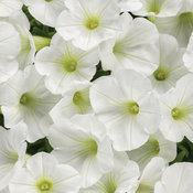 Supertunia Mini Vista® White - Petunia hybrid