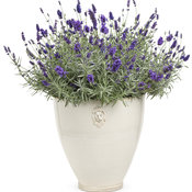 sweet-romance-lavandula-mono.jpg