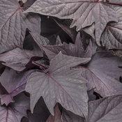 Proven Accents® Sweet Caroline Bewitched After Midnight™ - Sweet Potato Vine - Ipomoea batatas