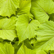 Proven Accents® Sweet Caroline Bewitched Green with Envy™ - Sweet Potato Vine - Ipomoea batatas