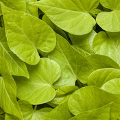 Proven Accents® Sweet Caroline Sweetheart Lime - Sweet Potato Vine - Ipomoea hybrid