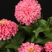 Sweet Tooth Cotton Candy - Zinnia hybrid