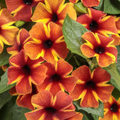 Tangerine Slice A-Peel® - Black-eyed Susan Vine - Thunbergia alata