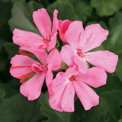 Timeless™ Pink - Geranium - Pelargonium hybrid