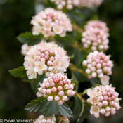 Tiny Wine Physocarpus