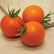 Tempting Tomatoes® Bellini - Cocktail Tomato - Solanum lycopersicum