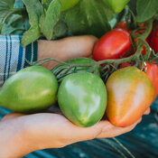 Thumbnail of Close-up: Rugby Fruit