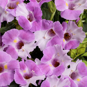 Catalina® Pink - Wishbone Flower - Torenia hybrid