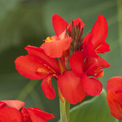 Toucan® Dark Orange - Canna Lily - Canna generalis